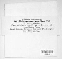 Melampsora populina image